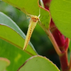Potamanthus formosus