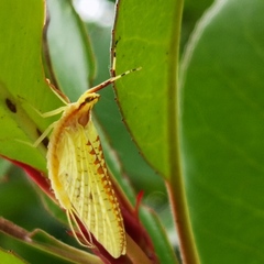 Potamanthus formosus