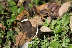 Abisara fylla