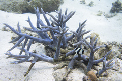 Acropora muricata