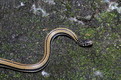 Xenochrophis vittatus