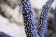 Acropora muricata