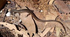 Saproscincus