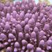 Stony Corals - Photo (c) Damien Brouste, some rights reserved (CC BY-NC), uploaded by Damien Brouste