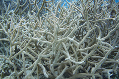 Acropora muricata