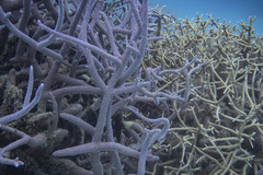 Acropora muricata
