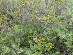 Indigofera sp-aff-platypoda