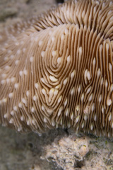 Lobactis scutaria