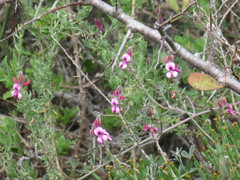 Indigofera sp-aff-platypoda