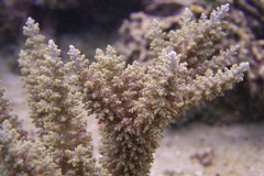 Acropora echinata