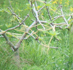 Ficedula zanthopygia