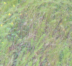 Carpodacus erythrinus