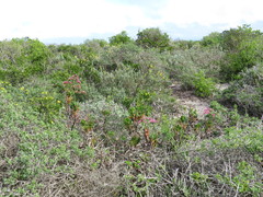Limonium peregrinum