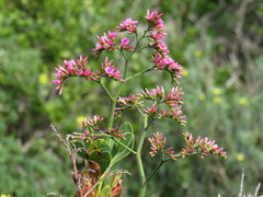 Limonium peregrinum