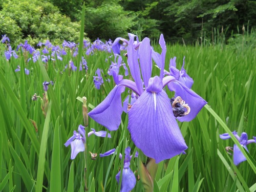 Image of Iris laevigata by (c) Marco Mussita, some rights reserved (CC BY)