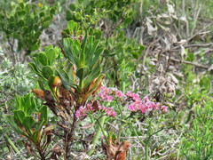 Limonium peregrinum