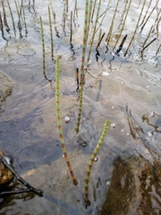 Equisetum fluviatile