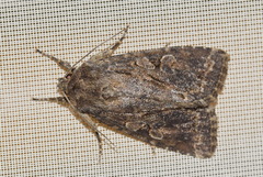 Apterogenum ypsillon