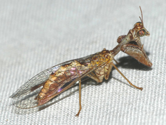 Mantispa styriaca