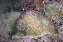 Hydnophora microconos