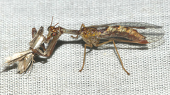 Mantispa styriaca