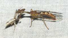 Mantispa styriaca