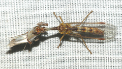 Mantispa styriaca