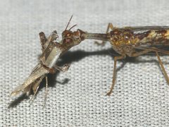 Mantispa styriaca