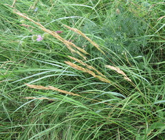 Festuca valesiaca