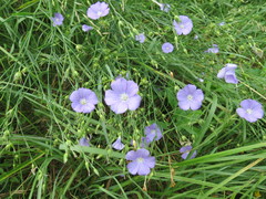 Linum nervosum