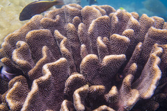 Pocillopora grandis
