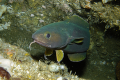 Lotella rhacina