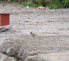 Emberiza spodocephala