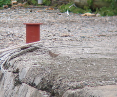 Emberiza spodocephala