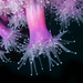 Jewel Anemones - Photo (c) lcolmer, some rights reserved (CC BY-NC), uploaded by lcolmer