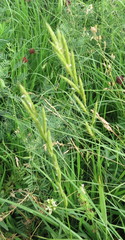 Brachypodium pinnatum