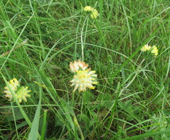 Anthyllis vulneraria polyphylla