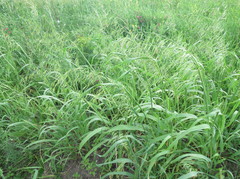 Bromus arvensis