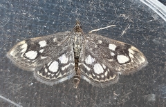 Anania coronata