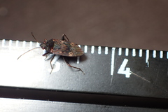 Neolethaeus tenebrosus