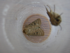 Hoplodrina octogenaria