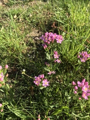 Centaurium erythraea