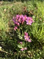 Centaurium erythraea