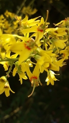 Koelreuteria paniculata