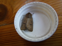 Hoplodrina octogenaria