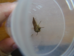 Hoplodrina octogenaria