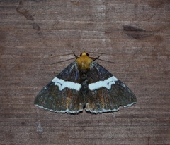 Buzara