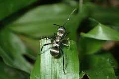 Polyrhachis cupreata
