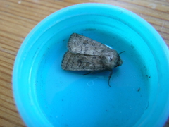 Hoplodrina octogenaria