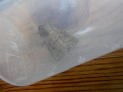 Hoplodrina octogenaria